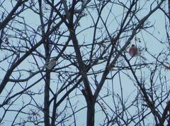 Carpodacus sibiricus