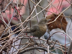 Turdus merula