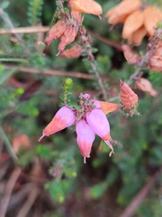 Erica ciliaris
