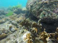 Millepora alcicornis