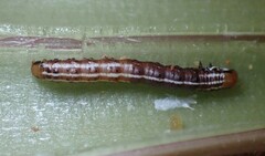 Papaipema harrisii
