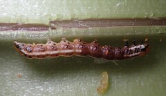 Papaipema harrisii