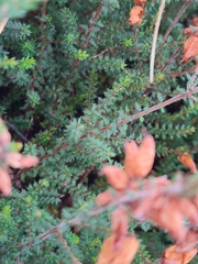 Erica ciliaris