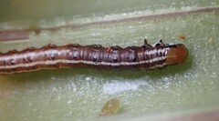 Papaipema harrisii