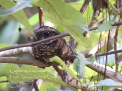 Antrostomus arizonae