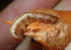 Papaipema harrisii