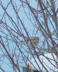 Carpodacus sibiricus