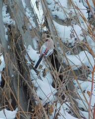 Carpodacus sibiricus