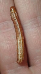 Papaipema harrisii