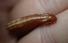 Papaipema harrisii