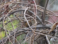 Troglodytes troglodytes