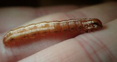 Papaipema harrisii