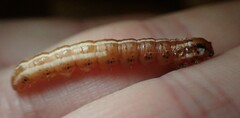 Papaipema harrisii