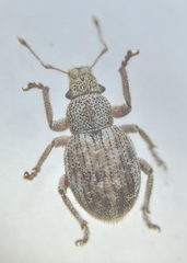 Strophosoma capitatum