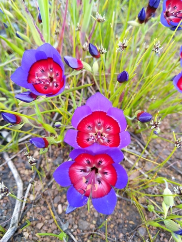Geissorhiza radians