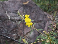 Hibbertia candicans