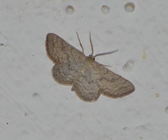 Lobocleta granitaria