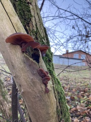 Auricularia auricula-judae