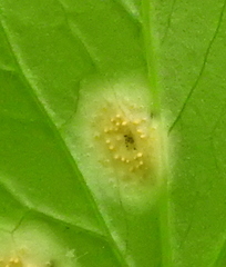 Puccinia recondita