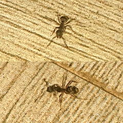 Dolichoderus thoracicus