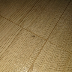 Dolichoderus thoracicus