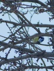 Cyanistes caeruleus