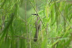 Coccyzus melacoryphus