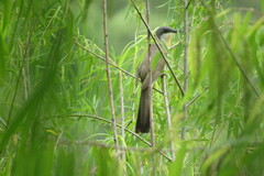 Coccyzus melacoryphus