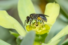 Lasioglossum viride