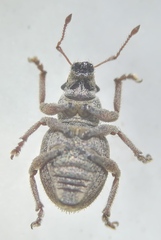 Strophosoma capitatum