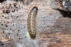 Ephestia parasitella