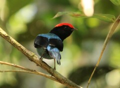 Chiroxiphia caudata