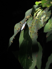 Tessaratoma papillosa