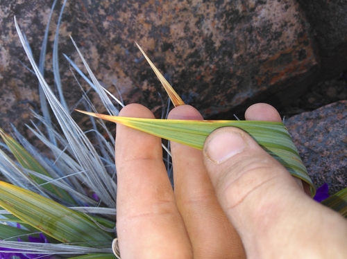 Image of Babiana dregei by (c) Brian du Preez, some rights reserved (CC BY-SA)