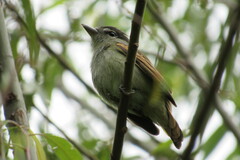 Pachyramphus polychopterus