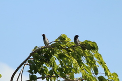 Schistochlamys melanopis