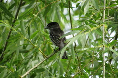 Pachyramphus polychopterus