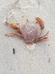 Polybius henslowii