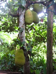 Artocarpus heterophyllus image