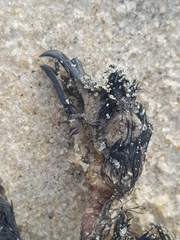 Hydrobates pelagicus