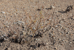 Eriogonum nudum