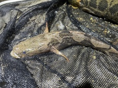 Oxyeleotris marmorata