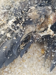 Hydrobates pelagicus