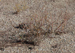 Eriogonum nudum
