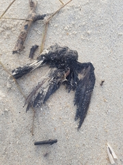 Hydrobates pelagicus