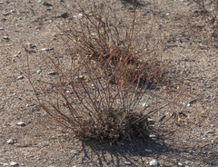 Eriogonum nudum