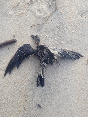Hydrobates pelagicus