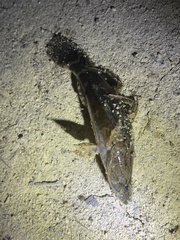 Oxyeleotris marmorata