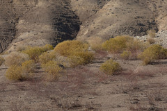 Eriogonum nudum