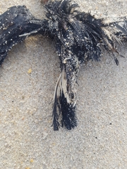 Hydrobates pelagicus
